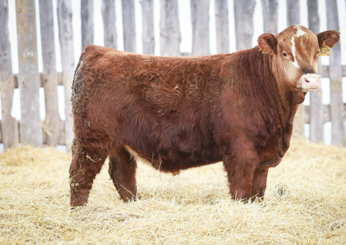 bull